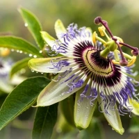 passiflora