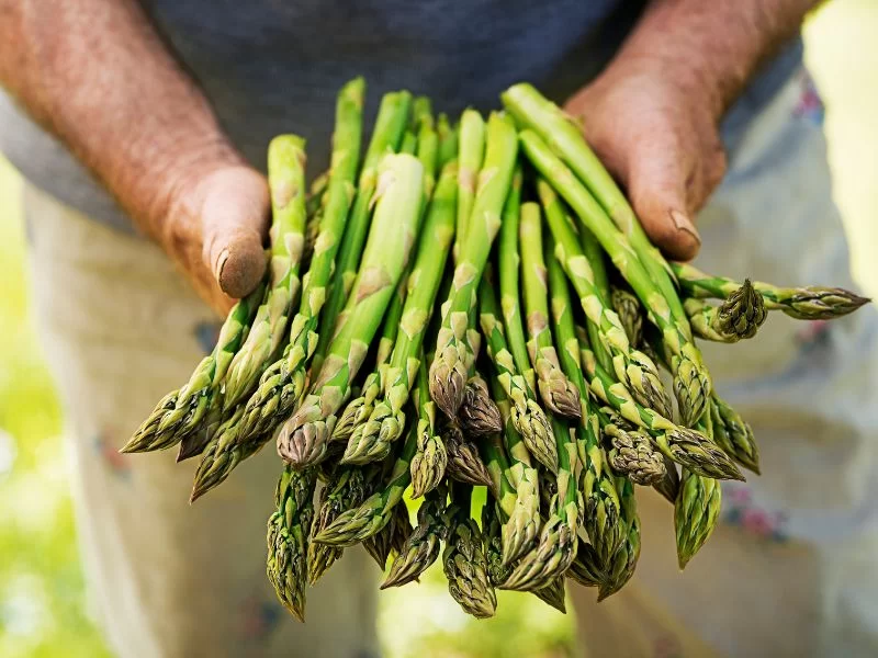 Asparagi fanno bene